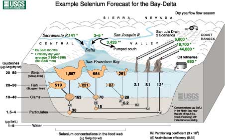 Example Selenium Forecast for the Bay-Delta