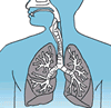 Respiratory diagram