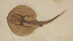 Eocene Ray Fish