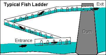 Illustration of a typical Fish Ladder at a dam.