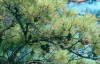 Pine tree