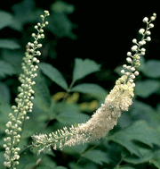 Photo of Black Cohosh