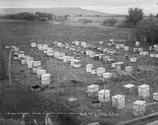 Picture of an apiary near Vernal, Utah