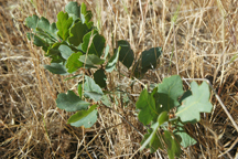 Native oaks reseed themselves at Yolo Land and Cattle Co.