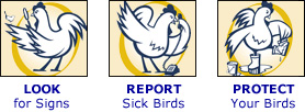 Look For Signs, Report Sick Birds, Protect Your Birds
