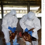 Health officials cull chickens suspected to be infected with bird flu virus at a farm in Gawahati, India, 11 Dec 2008