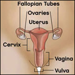 Illustration of a woman's reproductive system