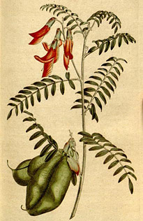Lessertia frutescens. William Curtis (1792), courtesy of the Missouri Botanical Garden