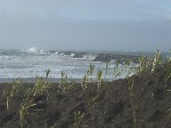 Local volunteers and Army Corps to plant American dune grass at Westport March 13