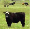 Photo of cows on rangeland