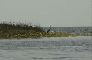 Blue Heron