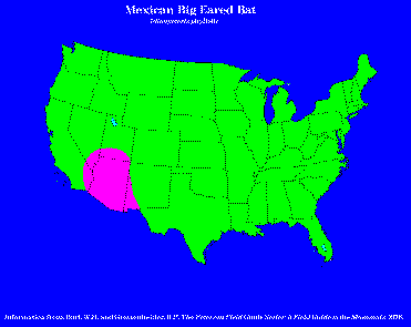 Range of the Mexican big-eared
bat