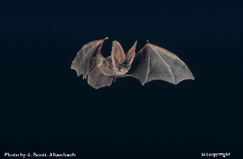 Photo of Bat