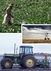 Workers using pesticides