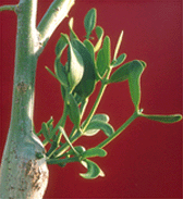 European Mistletoe