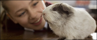 A girl looking at a guinea pig