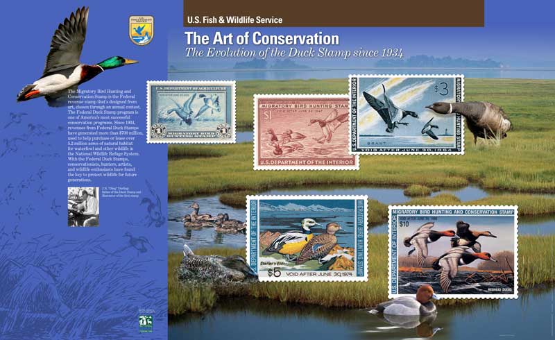 Duck Stamp Display