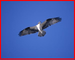 Osprey In Flight Credit: Lee Karney U.S. Fish and Wildlife Service