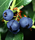 Blueberries. Link to story.