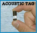 Picture of acoustic tag