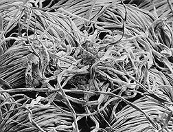 Scanning electron micrograph of a cotton white-speck nep, which is a small knot of tangled fibers that can cause a dye defect: Click here for photo caption. 