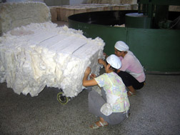 ARS scientists helped preserve the U.S. cotton export market to China: Click here for full photo caption.