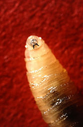 Close-up of a screwworm larva: Click here for full photo caption.