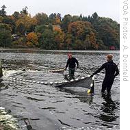 A net drags floating algae toward the boat