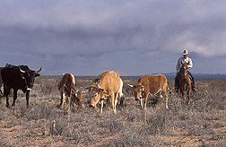 Desert cattle drive against a stormy sky