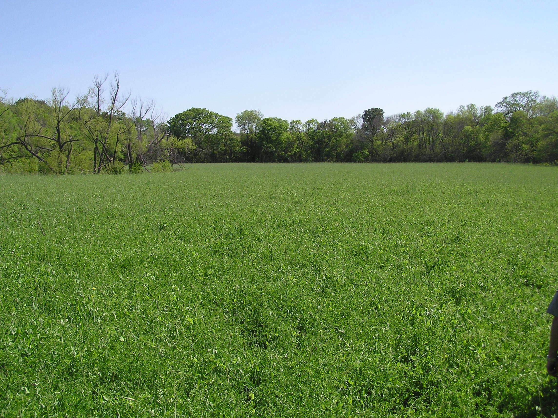 grazing land