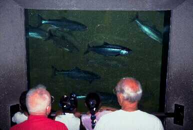 Come watch the salmon run at the Chittenden Locks in Ballard