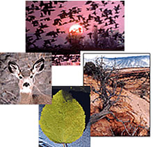 Photo collage of a deer, a leaf, red sandstone formations and a sunset with geese flying in the background.