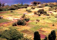 Home page logo:  Taro fields in Hanalei, Hawaii. Photo: NPS files.