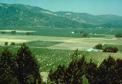 grape fields at Sterling Vineyards, Calistoga, California