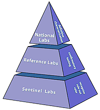 Pyramid representing lab roles in the LRN. BOTTOM: Sentinel labs for recognizing, ruling out, and referring. MIDDLE: Reference labs for confirmatory testing. TOP: National labs for definitive characterization.