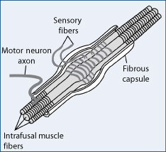 Inside a muscle spindle are specialized muscle fibers that receive inputs from motor neurons