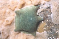 Image AC_SB_NZ009, common cushion starfish  grazing on D. vexillum.