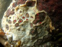 Image DB_STP_DSCN2015, tunicate colonies of D. sp. encrusting a boulder and being preyed upon by the common periwinkle.