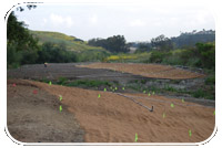 Workers continue to plant vegetation as part of the Sulphur Creek Restoration Project in Laguna