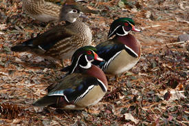 Adult male wood ducks can be seen along the Big and Little Mahoning creeks in Armstrong County, Pa. (Stock photo)