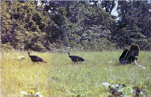 Photo of Turkeys