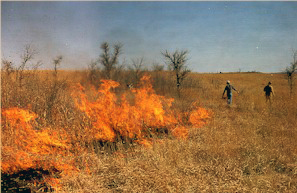 Photo of Grass Fire