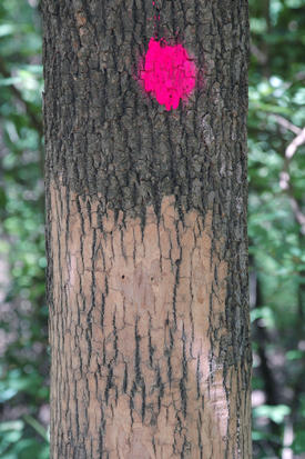 D-shaped exit holes mark the spot where the emerald ash borer has emerged in the spring.  The beetles only live a few days and die after laying eggs on the bark of ash trees.  (Photo by Nicole Dalrymple)  