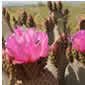 Desert cactus in bloom