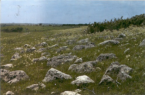 Photo of Limestone Outcrops o Tallgrass Prairie