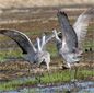 Cosumnes River Preserve