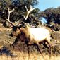 Tule Elk