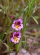 Slender Stemmed Monkeyflower