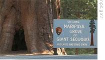 Mariposa Grove in Yosemite National Park
