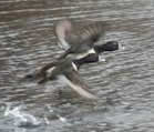 Ringneck ducks